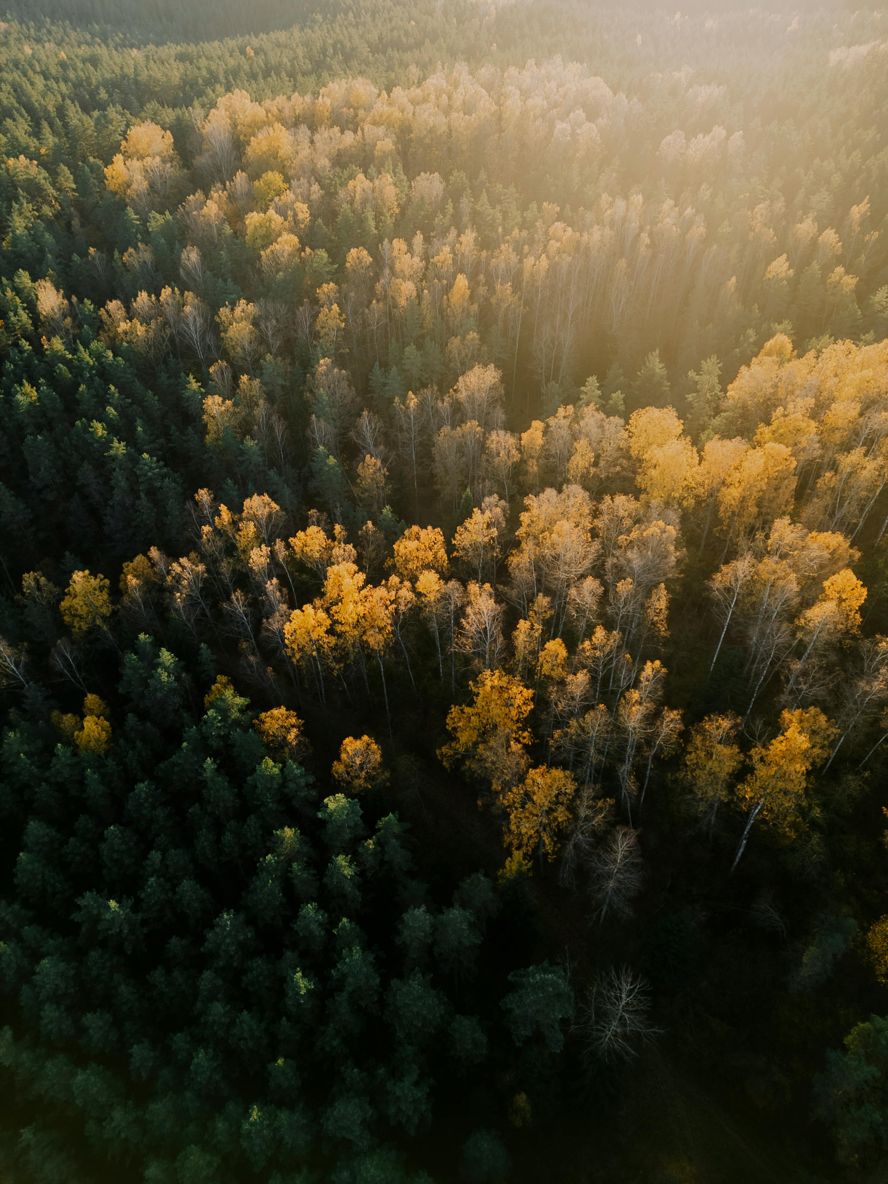 Aerial View of Colorful Autumnal Trees · Free