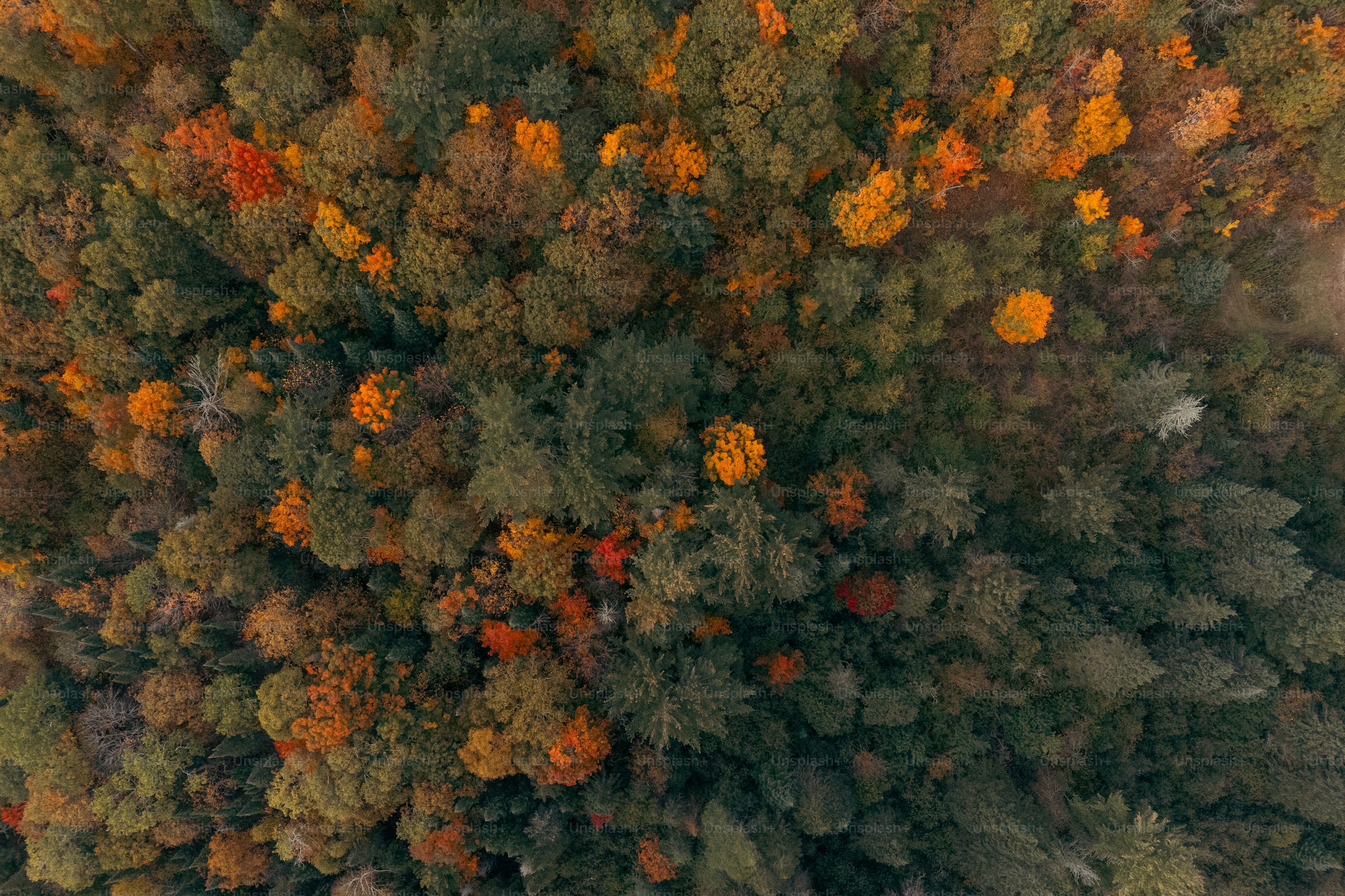 An aerial view of a forest with lots of trees photo