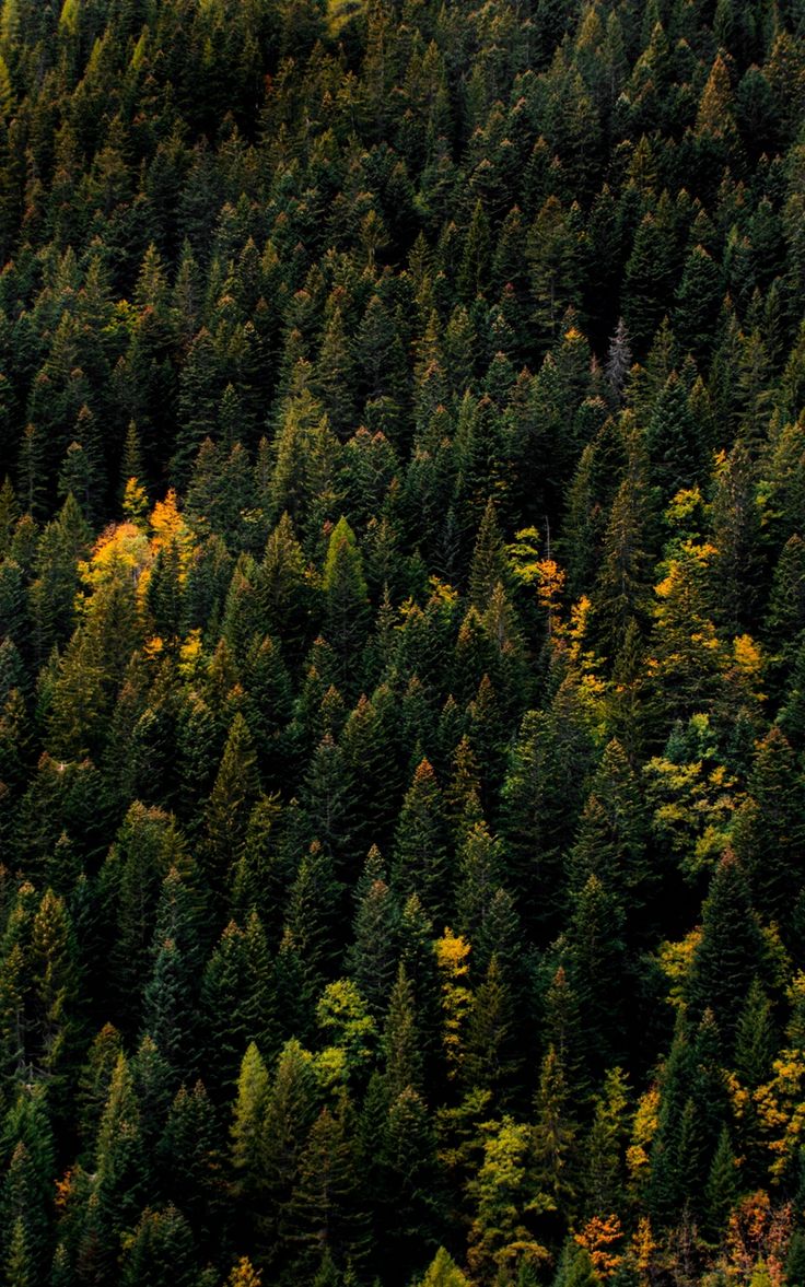 Wallpaper trees tops autumn aerial view forest