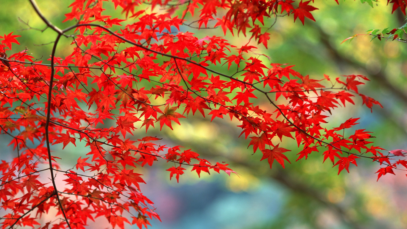 Autumn Leaves Laptop HD , HD 4k Wallpaper, Image, Background, Photos and Picture