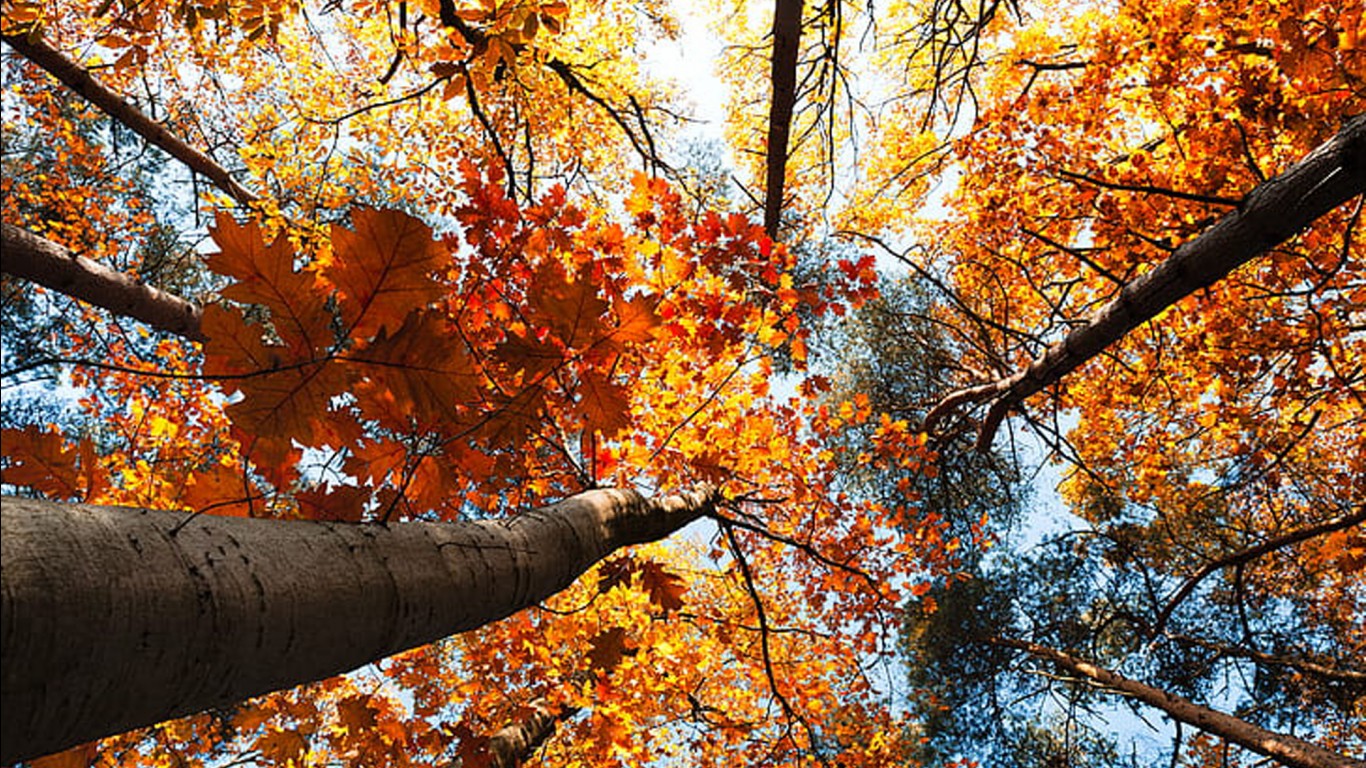 Worm's Eye View Of Colorful Autumn Leaves Trees HD Autumn Wallpaper