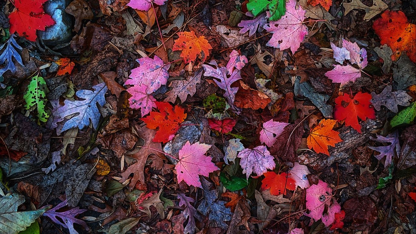 Download wallpaper 1366x768 leaves, colorful, autumn tablet, laptop HD background