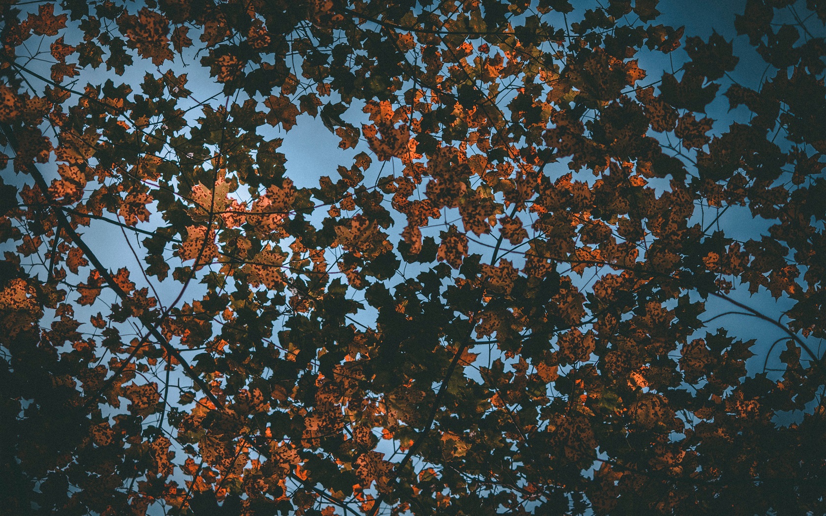 Wallpaper Dry leaves, tree, top view, autumn 3840x2160 UHD 4K Picture, Image