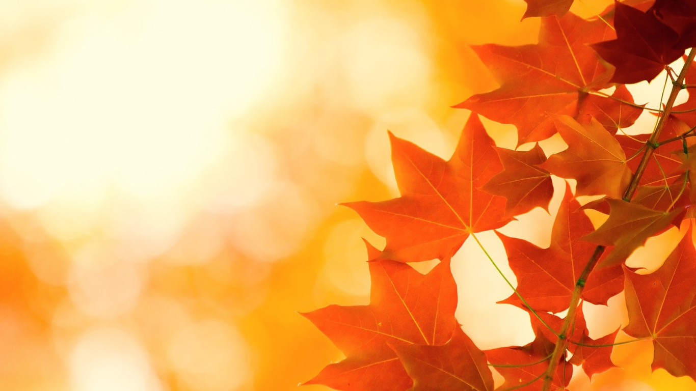 Autumn Leaves Wallpaper HD 08232