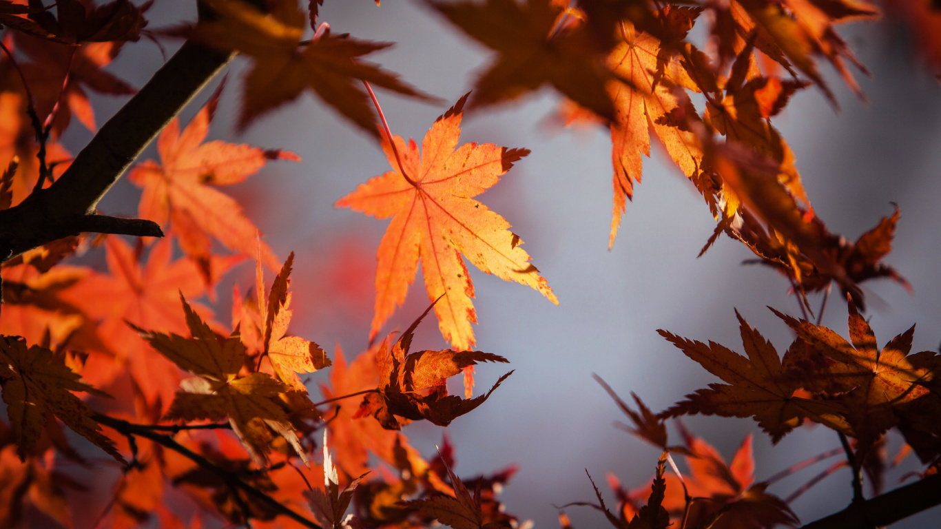 Laptop Autumn Leaf Color Wallpaper Free 1366x768 High Quality Background