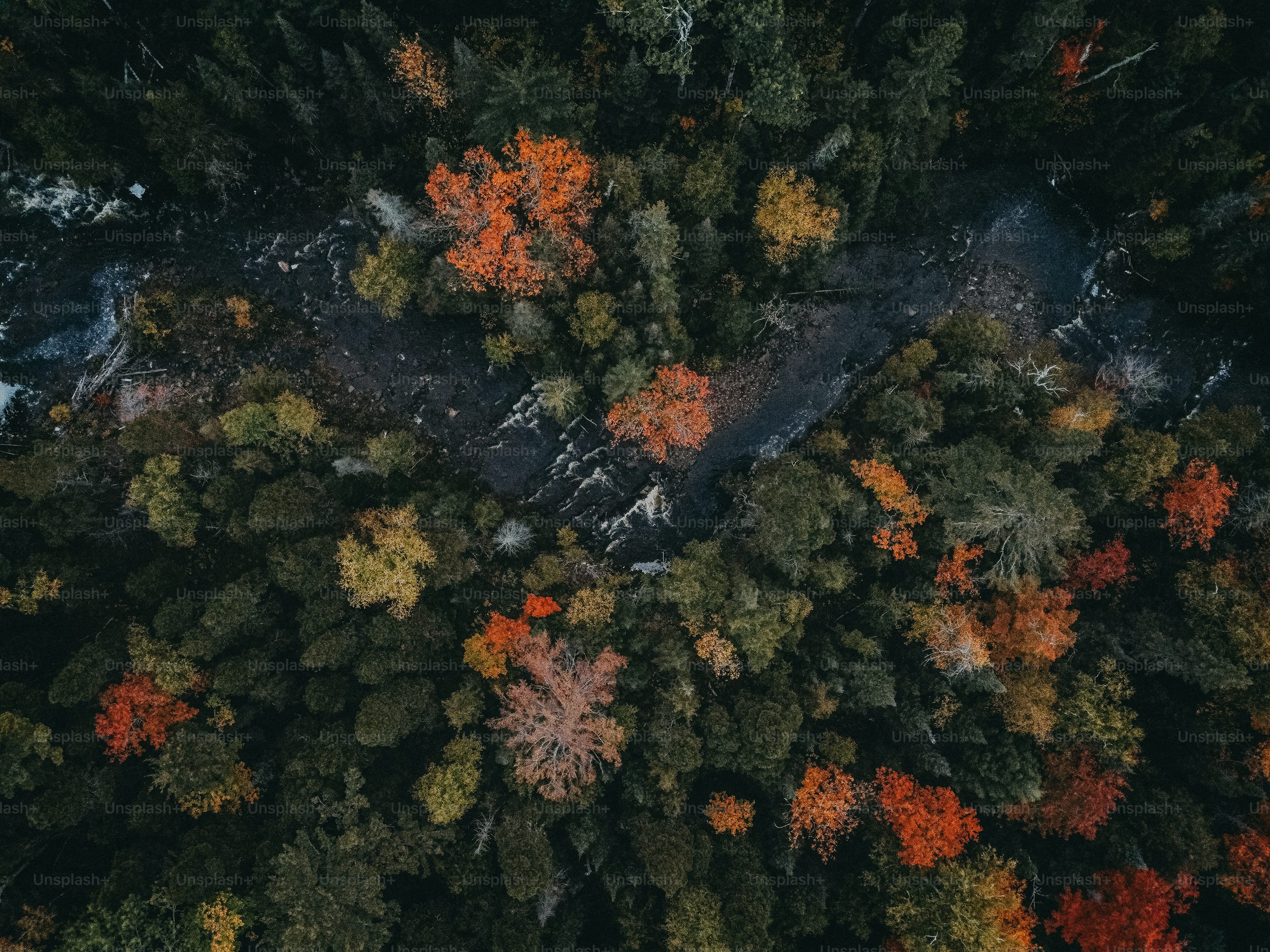 An aerial view of a forest with lots of trees photo