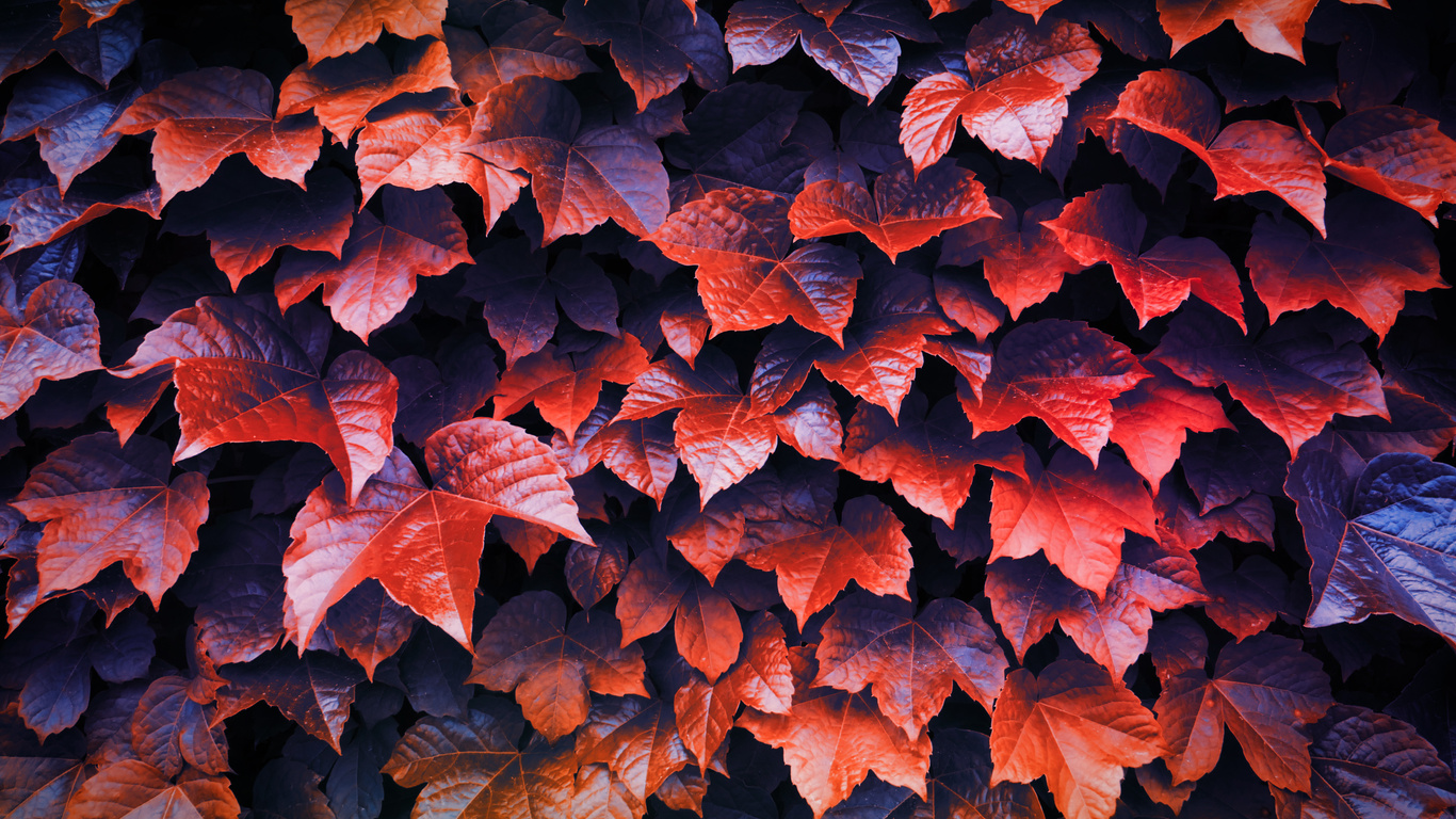 Autumn Leaves 4k Laptop HD , HD 4k Wallpaper, Image, Background, Photo and Picture