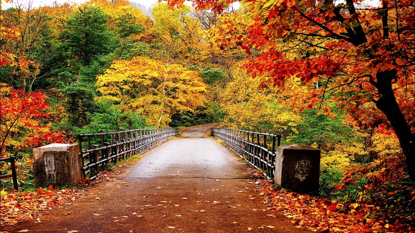 Bridge Between Yellow Green Red Fall Autumn Leaves Trees During Daytime HD Autumn Wallpaper