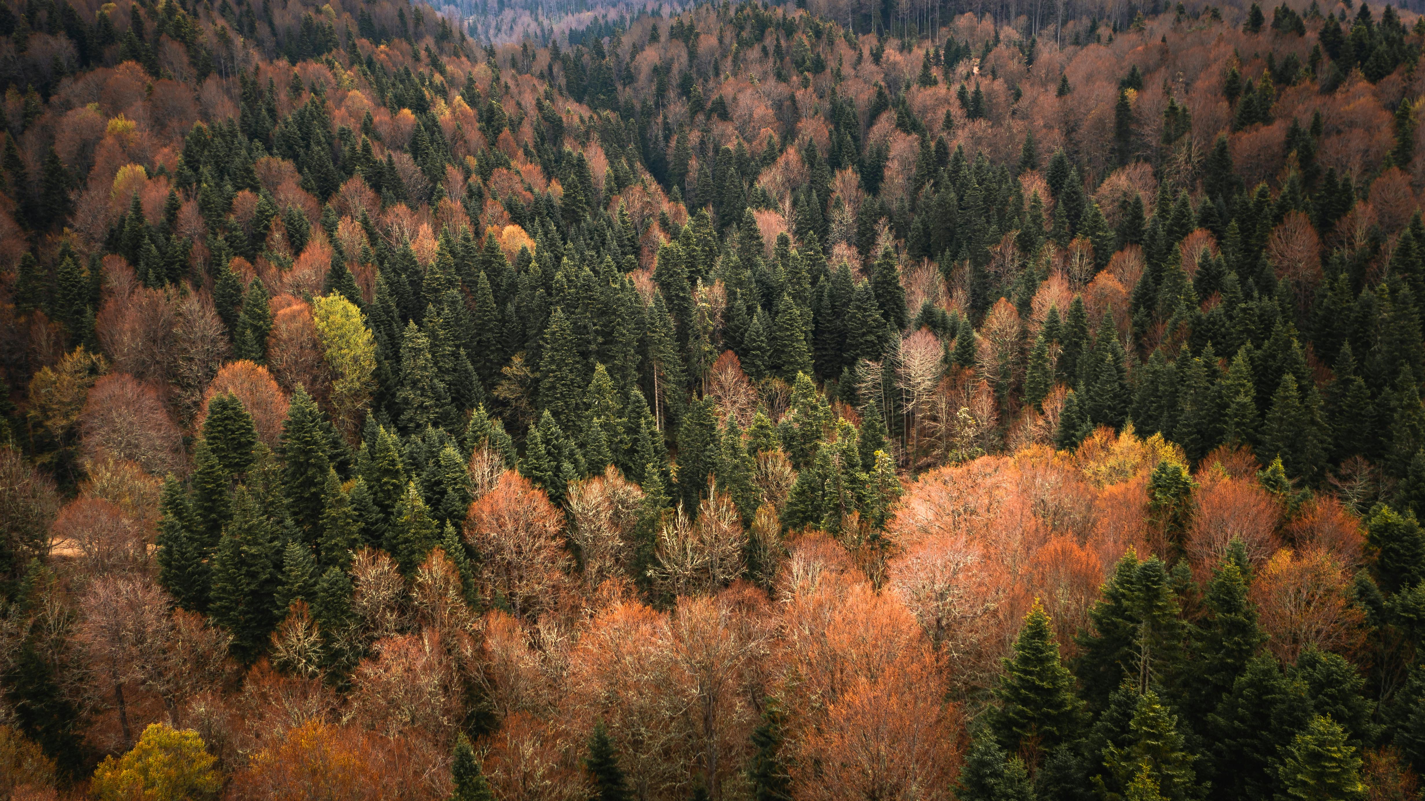 Aerial Shot of Brown Trees in a Forest · Free