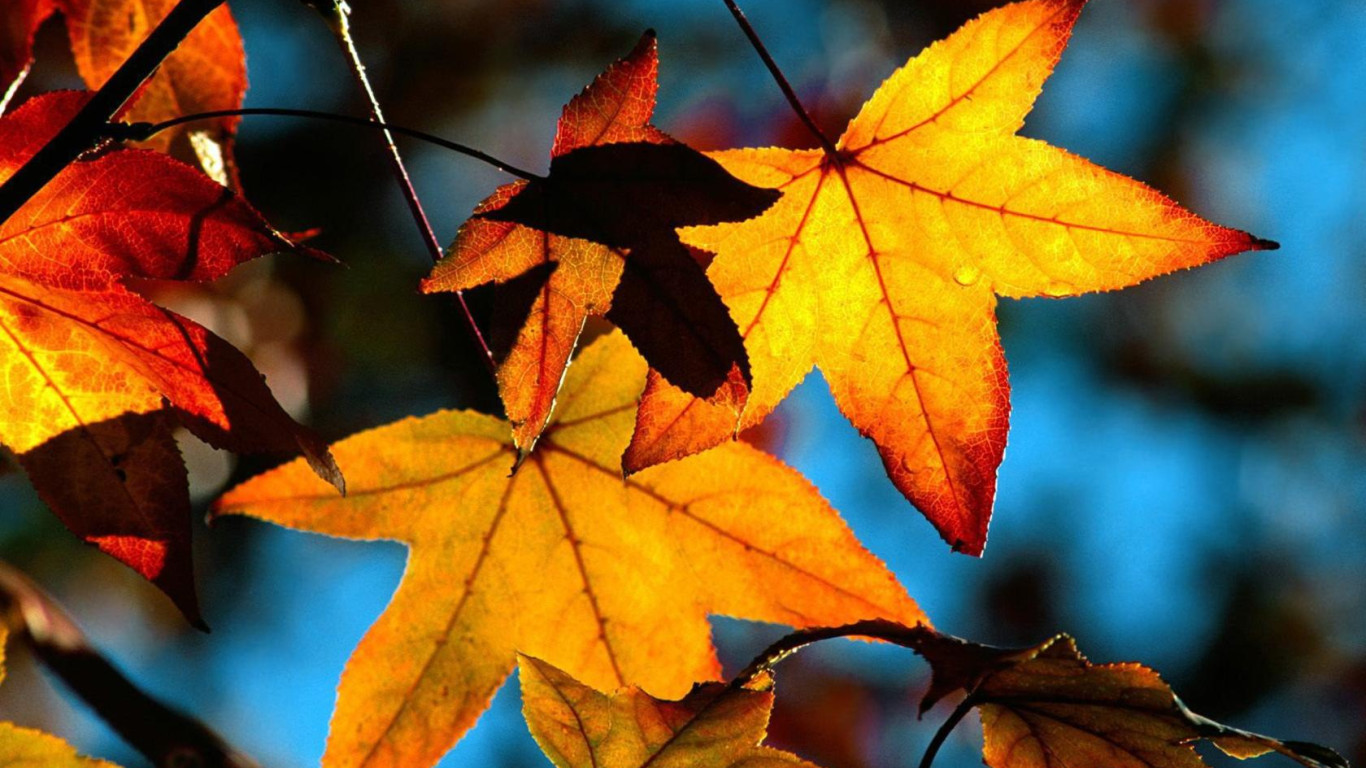 Autumn Leaves Wallpaper 08233
