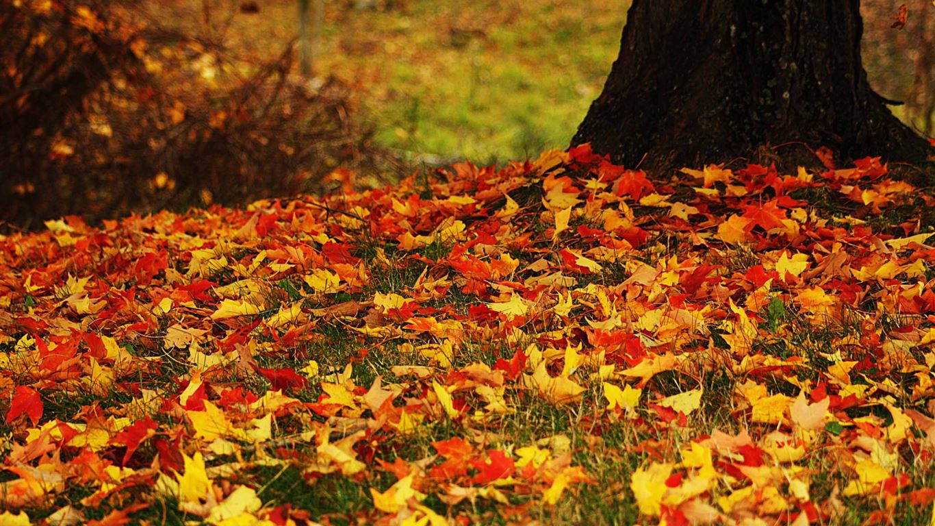 Red And Yellow Autumn Leaves MacBook Air Wallpaper Download