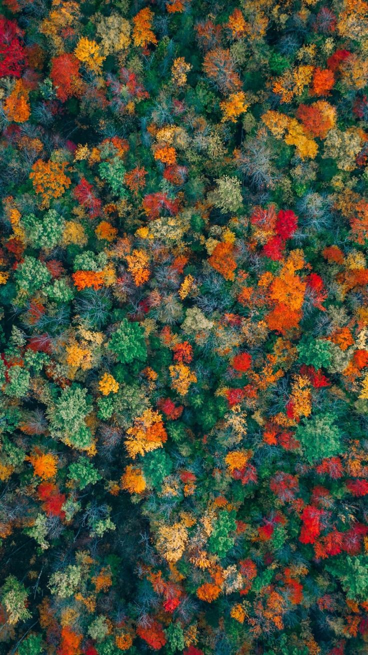 colorful trees, autumn, fall, aerial view, top view