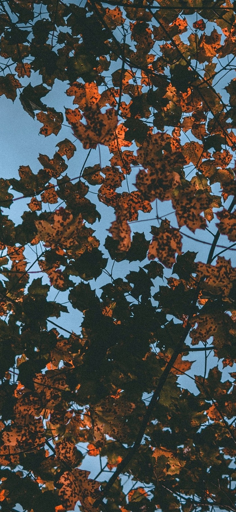 Dry Leaves, Tree, Top View, Autumn 1080x1920 IPhone 8 7 6 6S Plus Wallpaper, Background, Picture, Image
