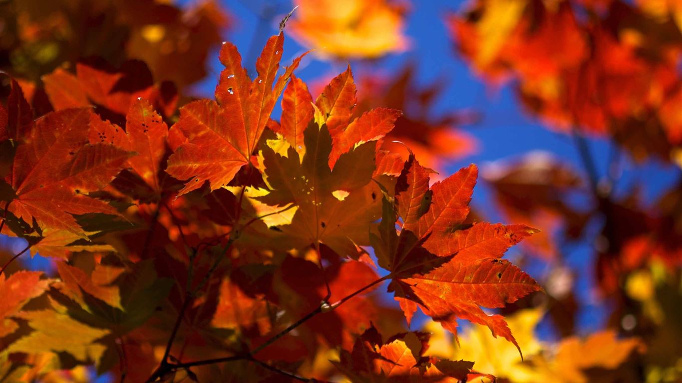 Bright Autumn Leaves MacBook Air Wallpaper Download