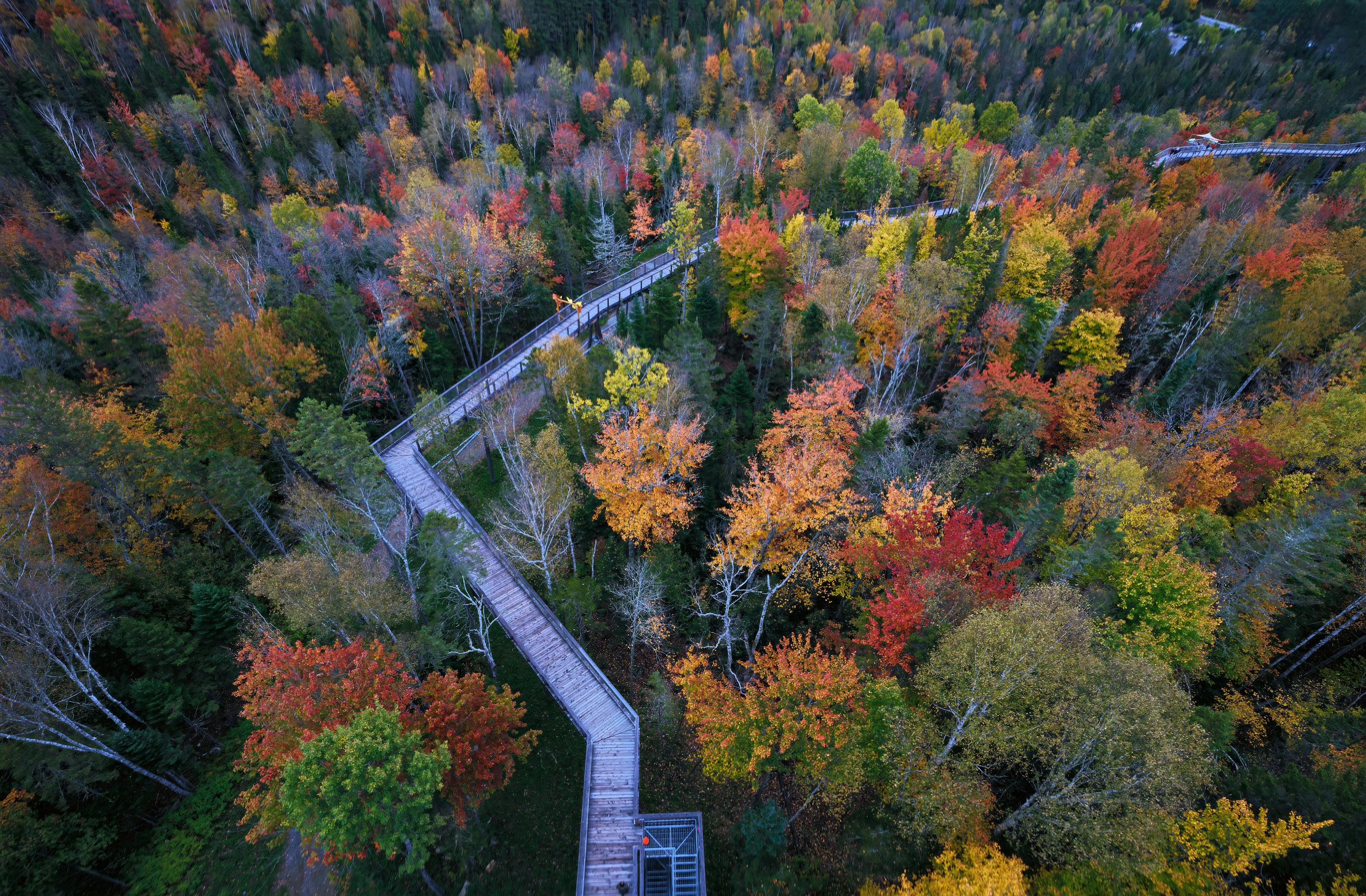 Aerial View of a Road in the Middle of Autumn Trees · Free