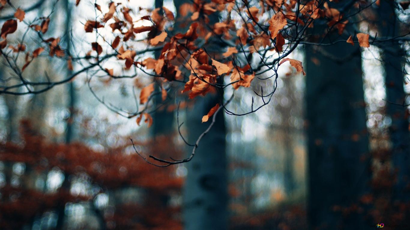 Forest leaves 2K wallpaper download