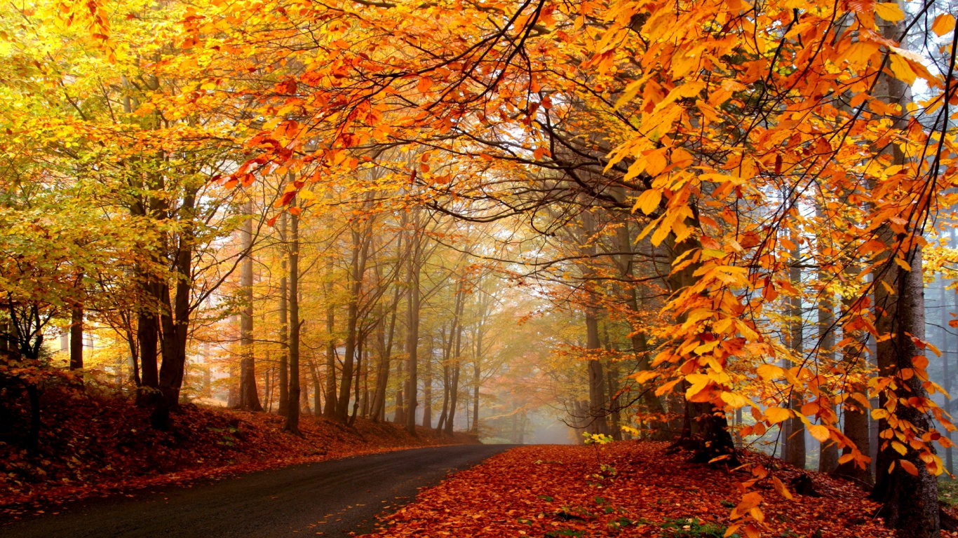 Laptop Autumn Leaf Color Wallpaper Free 1366x768 High Quality Background