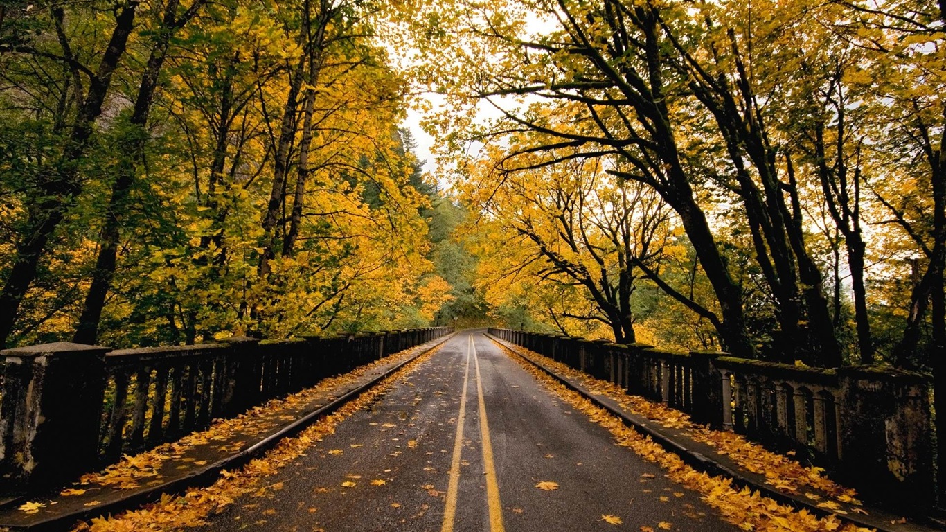 Windows 8.1 Theme HD wallpaper: beautiful autumn leaves Wallpaper Download 8.1 Theme HD wallpaper: beautiful autumn leaves Wallpaper Wallpaper Site