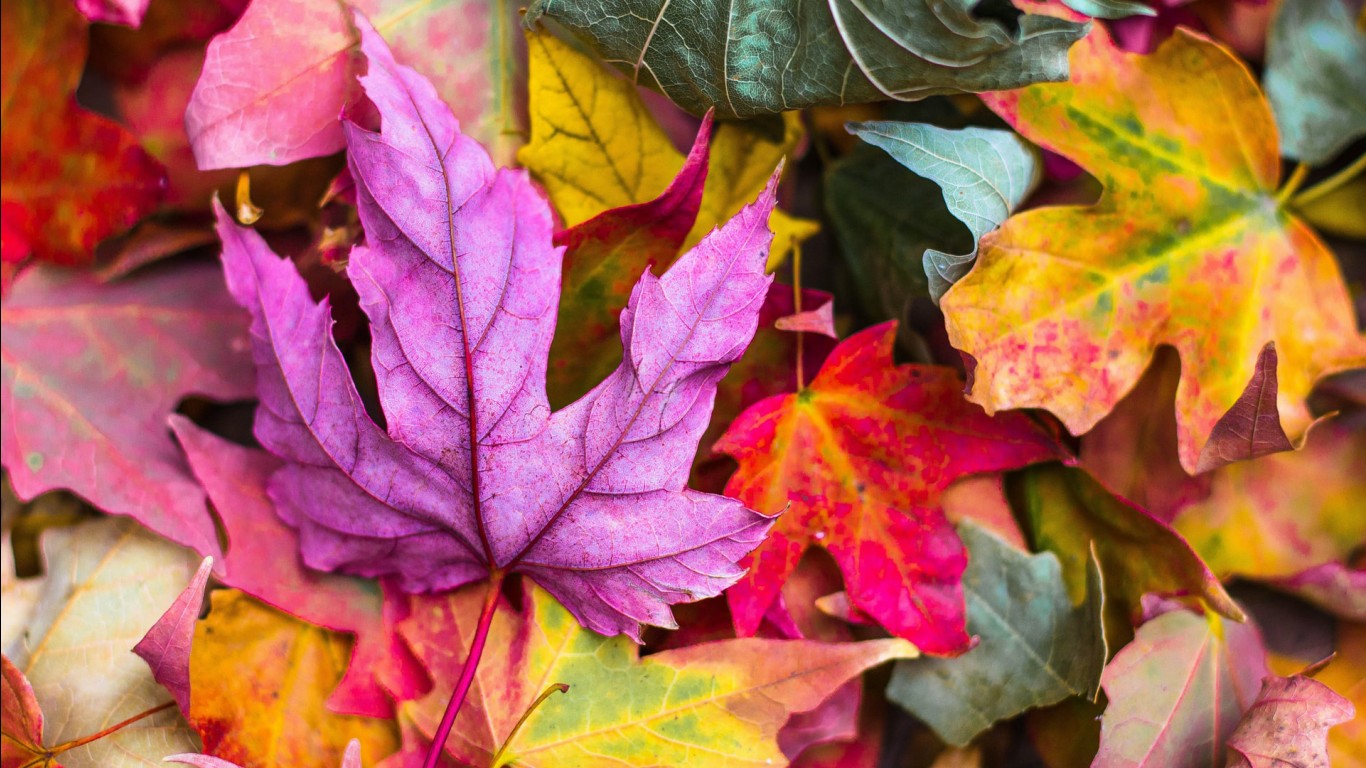 Closeup View Of Purple Red Yellow Green Autumn Tree Leaves HD Autumn Wallpaper