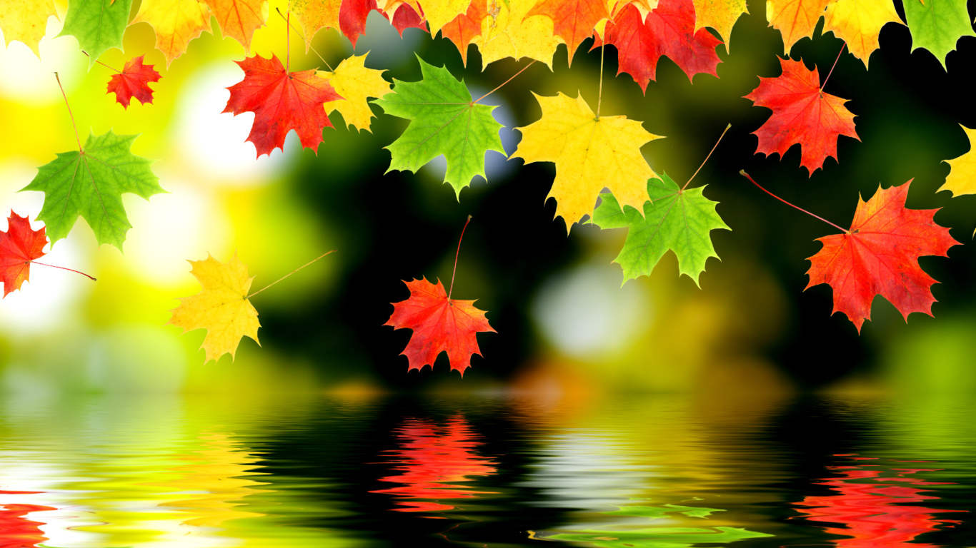 Autumn leaves over water Desktop wallpaper 1366x768