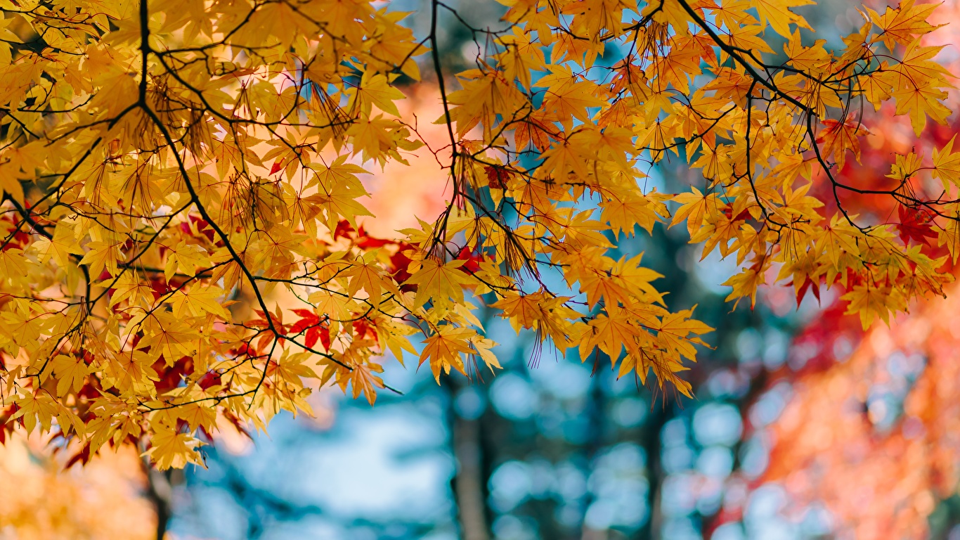 Photo Leaf Maple Autumn Nature Branches 1366x768