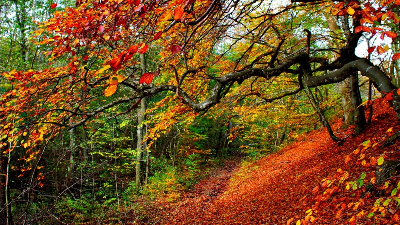 Yellow Green Red Autumn Leaves Trees Forest Background During Daytime HD Autumn Desktop Wallpaper