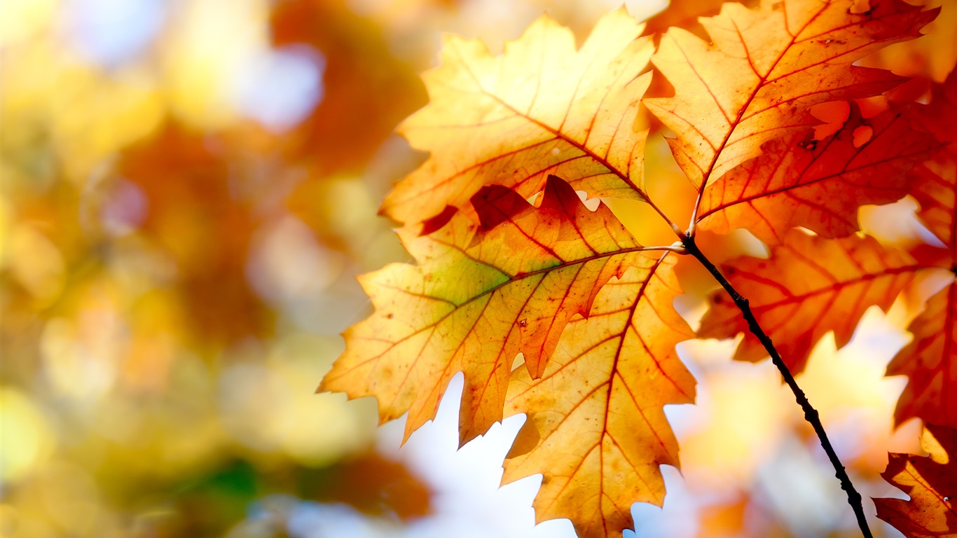 Wallpaper Autumn leaves, bokeh, colors 2560x1600 Picture, Image
