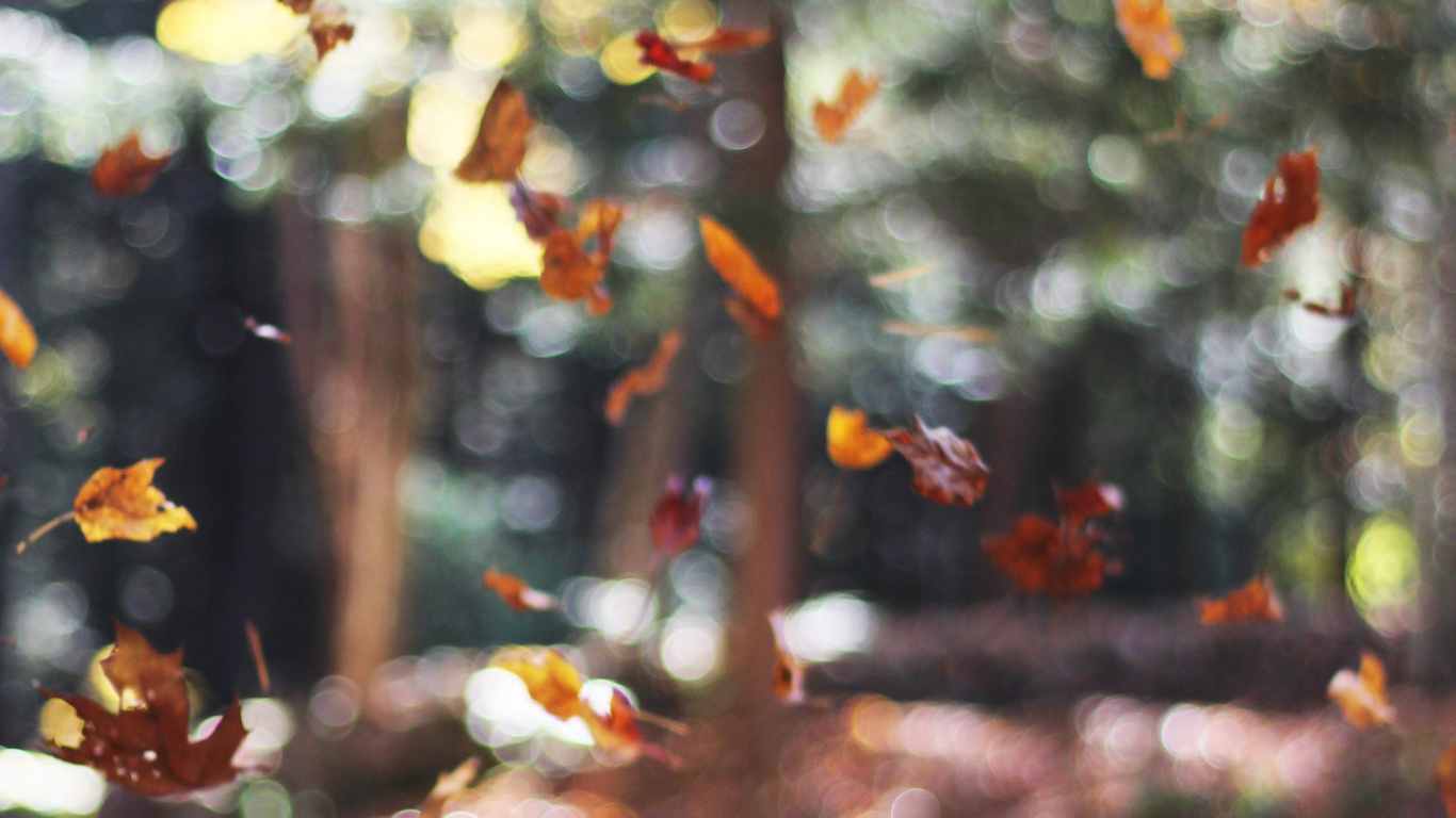Laptop Autumn Wallpaper Free 1366x768 High Quality Background