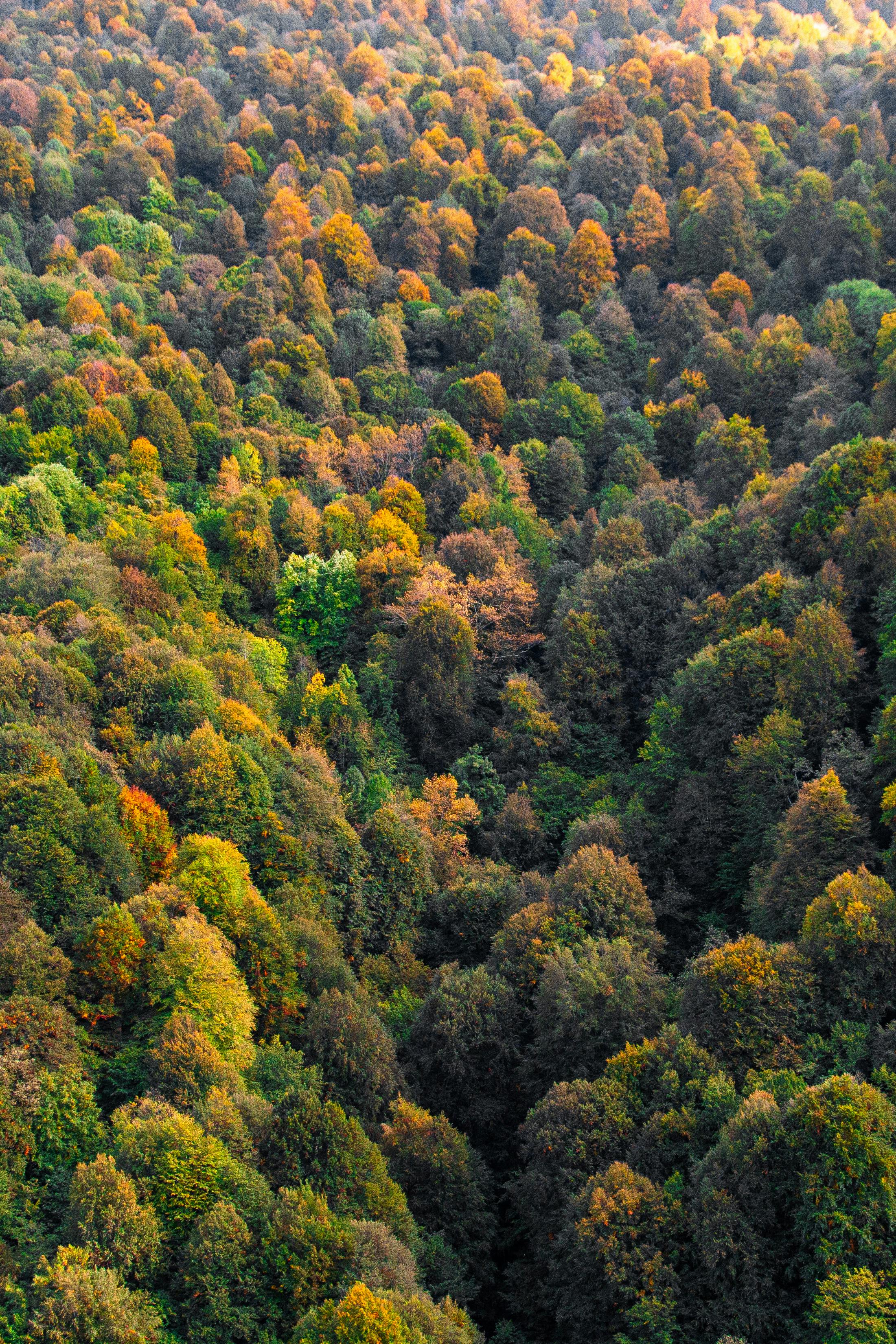 Top View of a Green Trees · Free