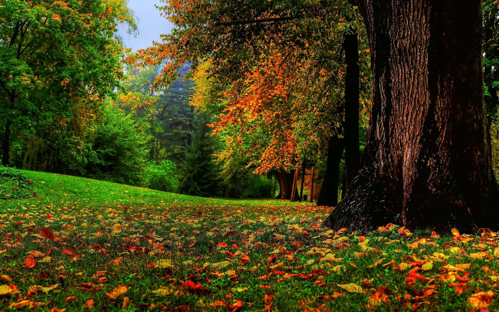 Download A Tranquil View Of A Beautiful Tree Lined Path