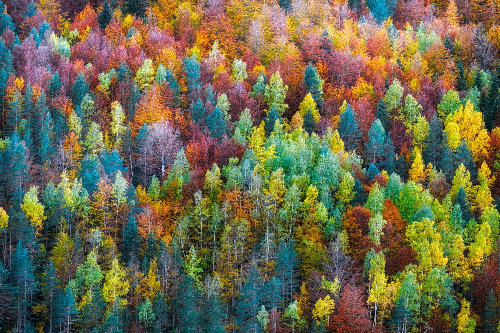 Download Colors Tree Aerial Nature Forest HD Wallpaper