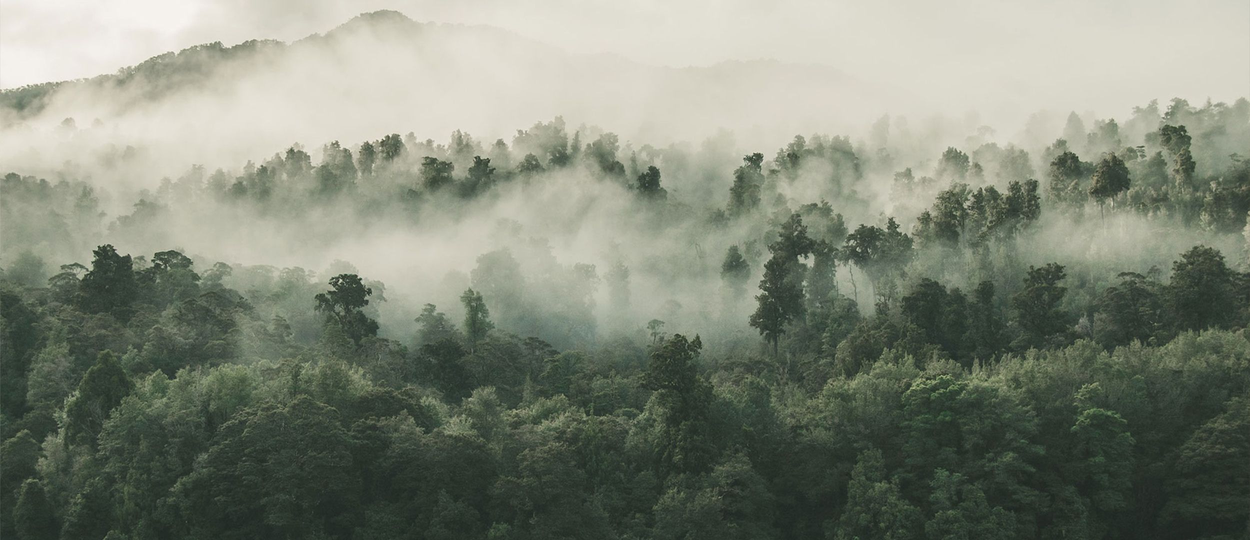 Why Do We Need Forest Cover?