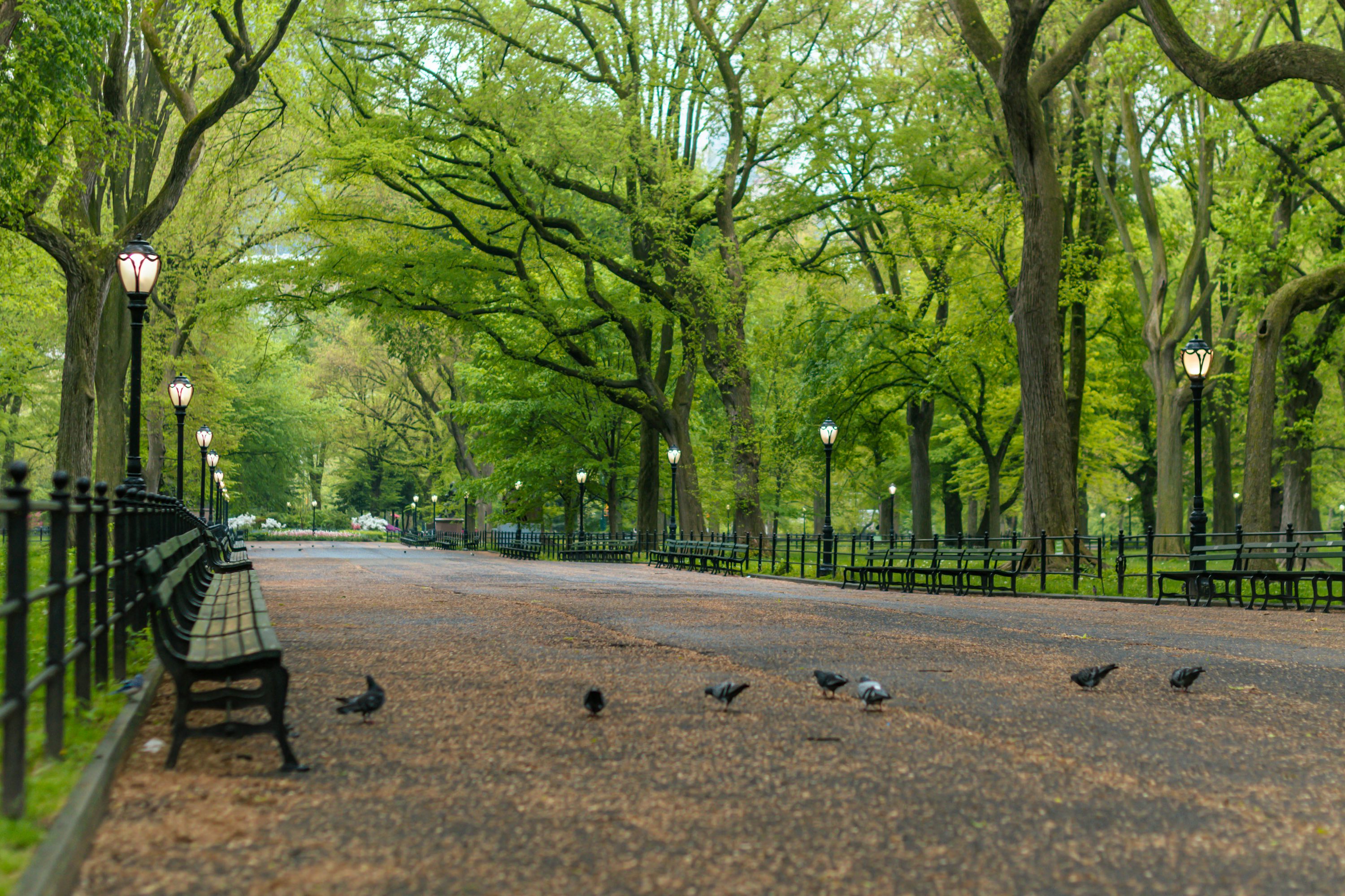 Central Park Picture [HD]. Download Free Image
