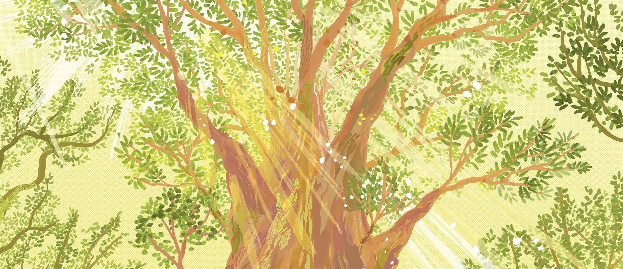 The Sugi Tree ( 杉 )