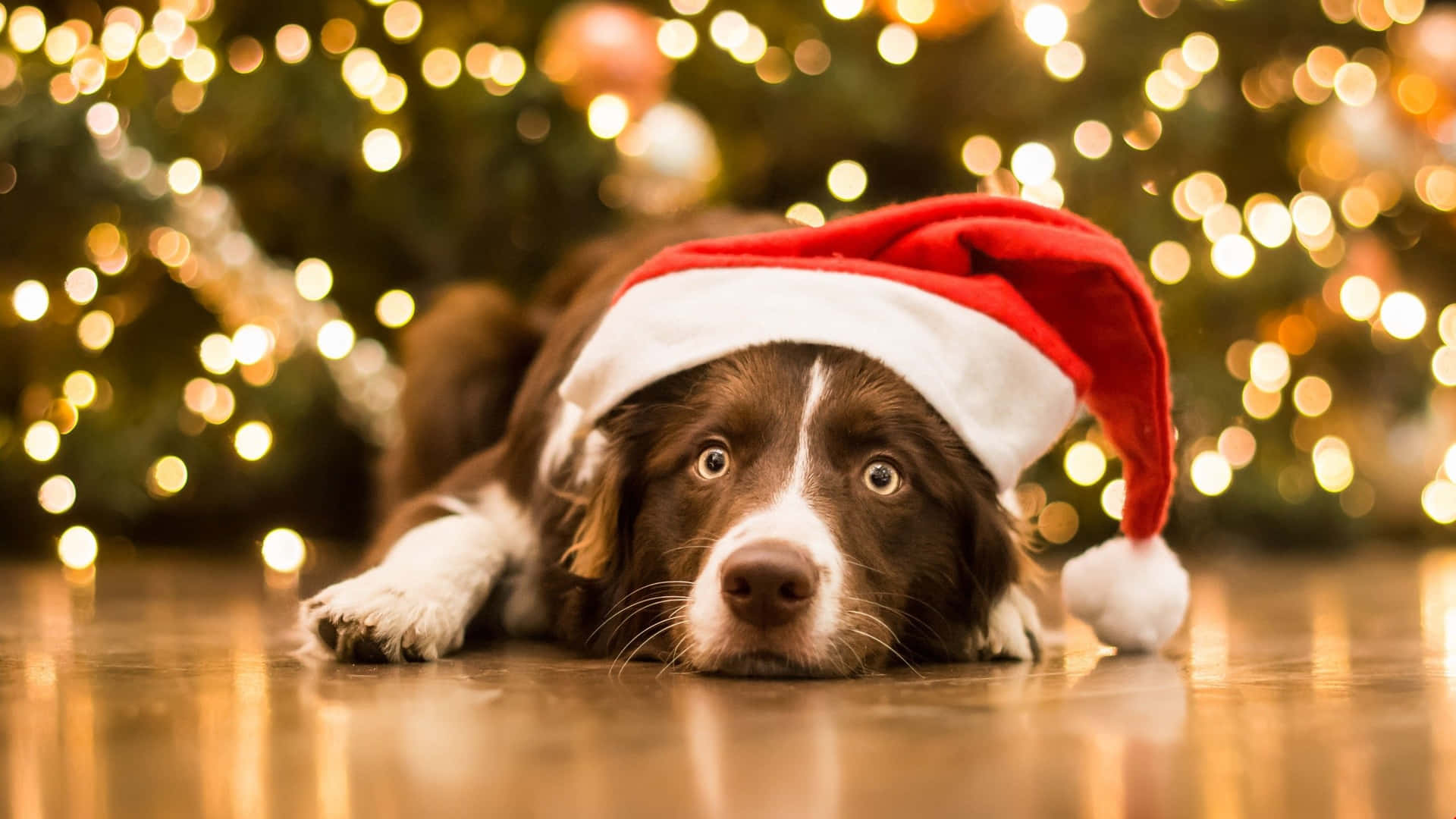 Download Sad Christmas Dog Near Tree Wallpaper