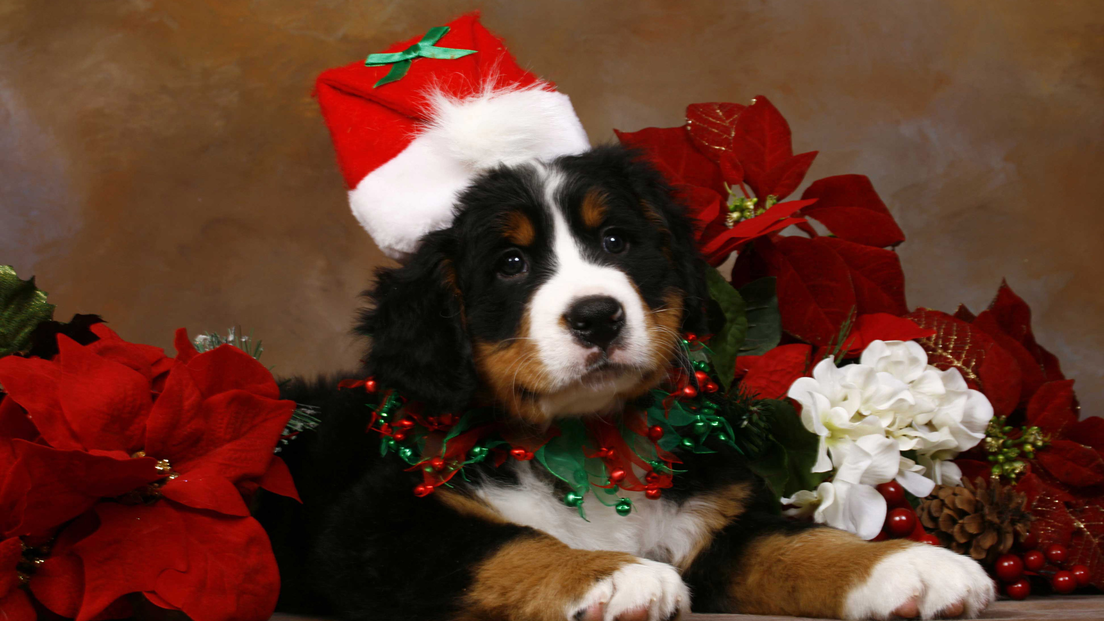 Dog With Santa Claus Cap And Decoration Flowers 4K HD Cute Christmas Wallpaper
