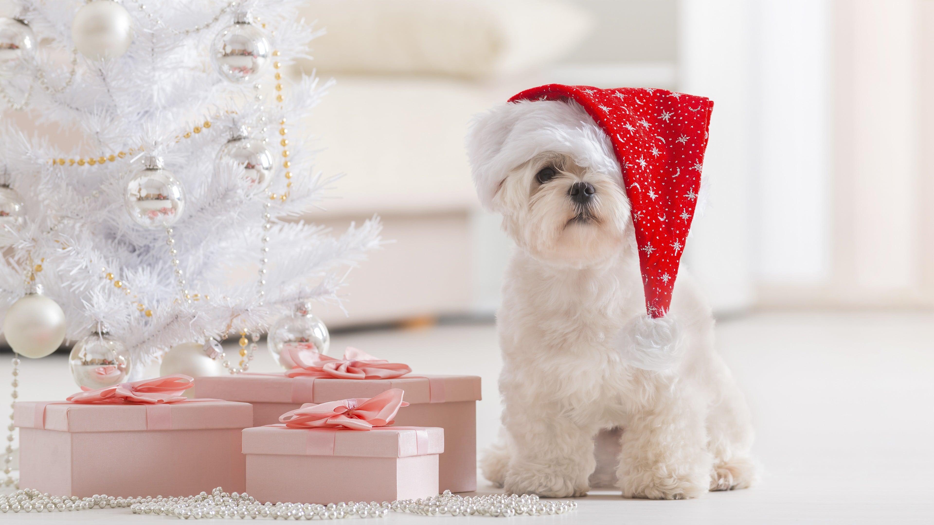 Puppy celebrating Christmas Wallpaper 4k for Desktop
