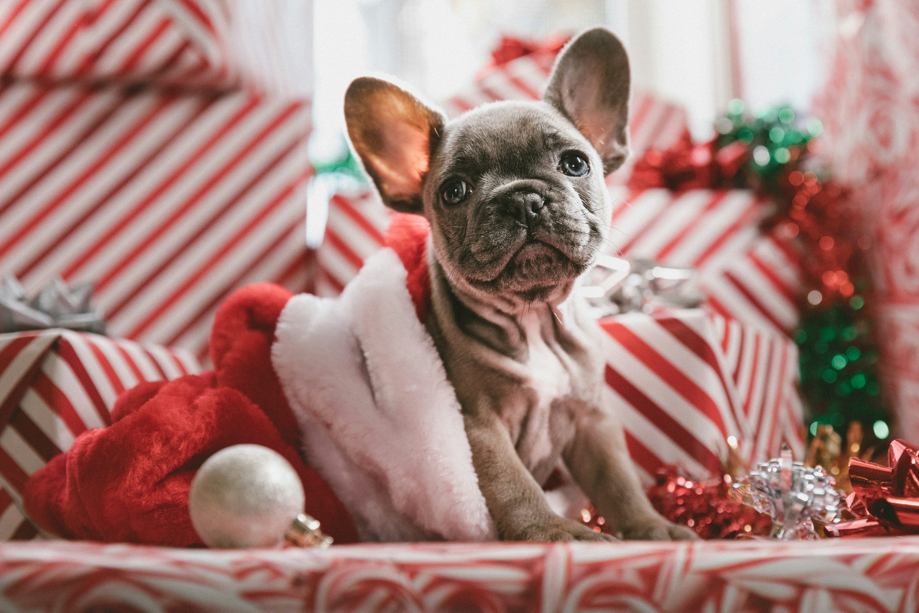 50,Christmas Dog Picture. Download Free Image