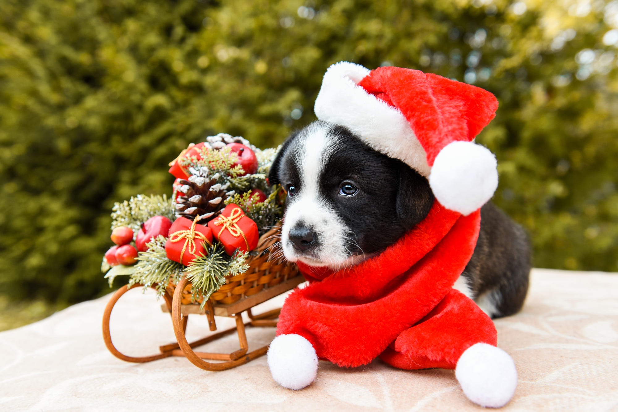 Desktop wallpaper: Animal, Puppy, Baby Animal, Christmas, Dog, Santa Hat, Sled, Dogs 4K free download for PC. 494392