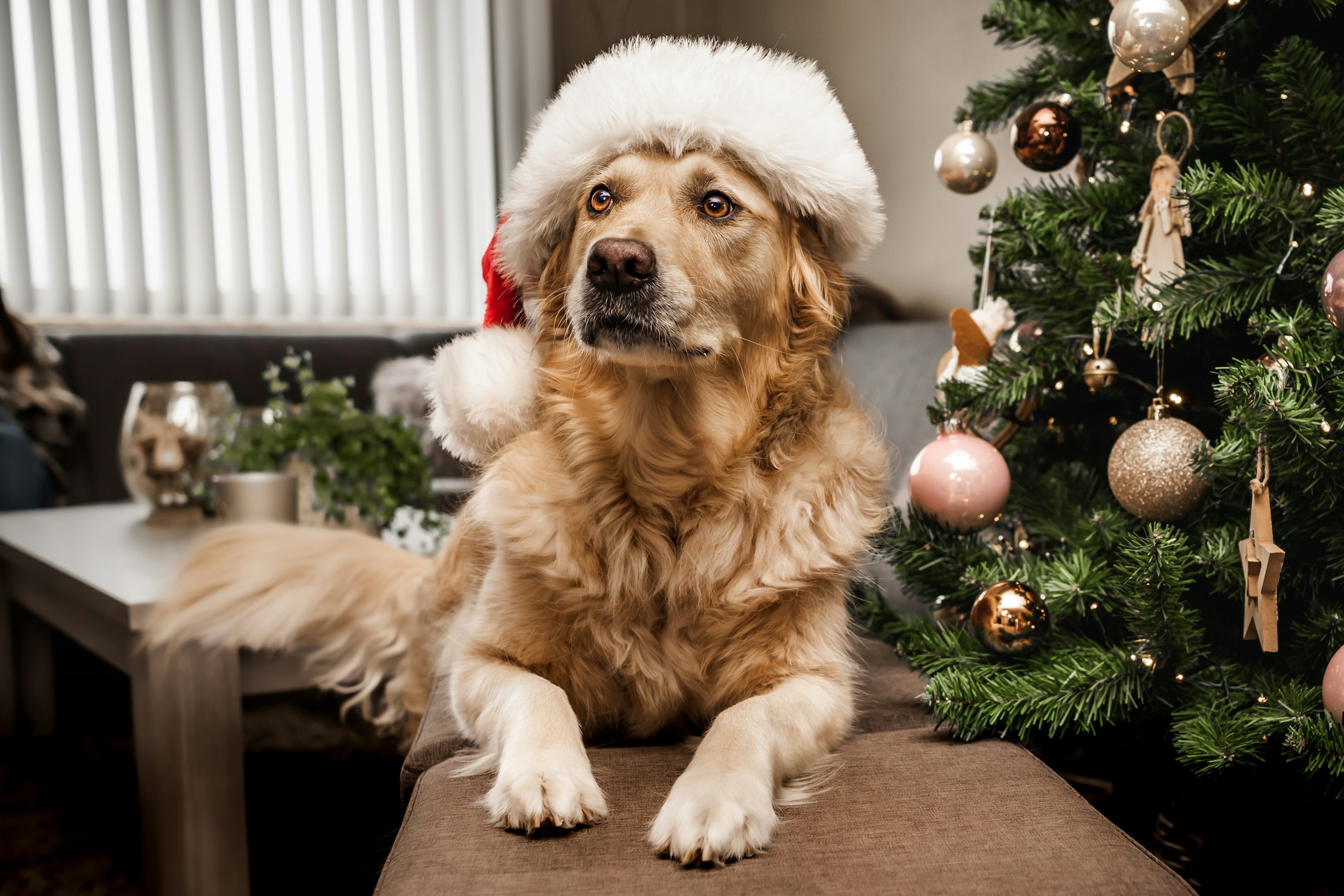 A dog wearing a santa hat sitting in front of a christmas tree photo
