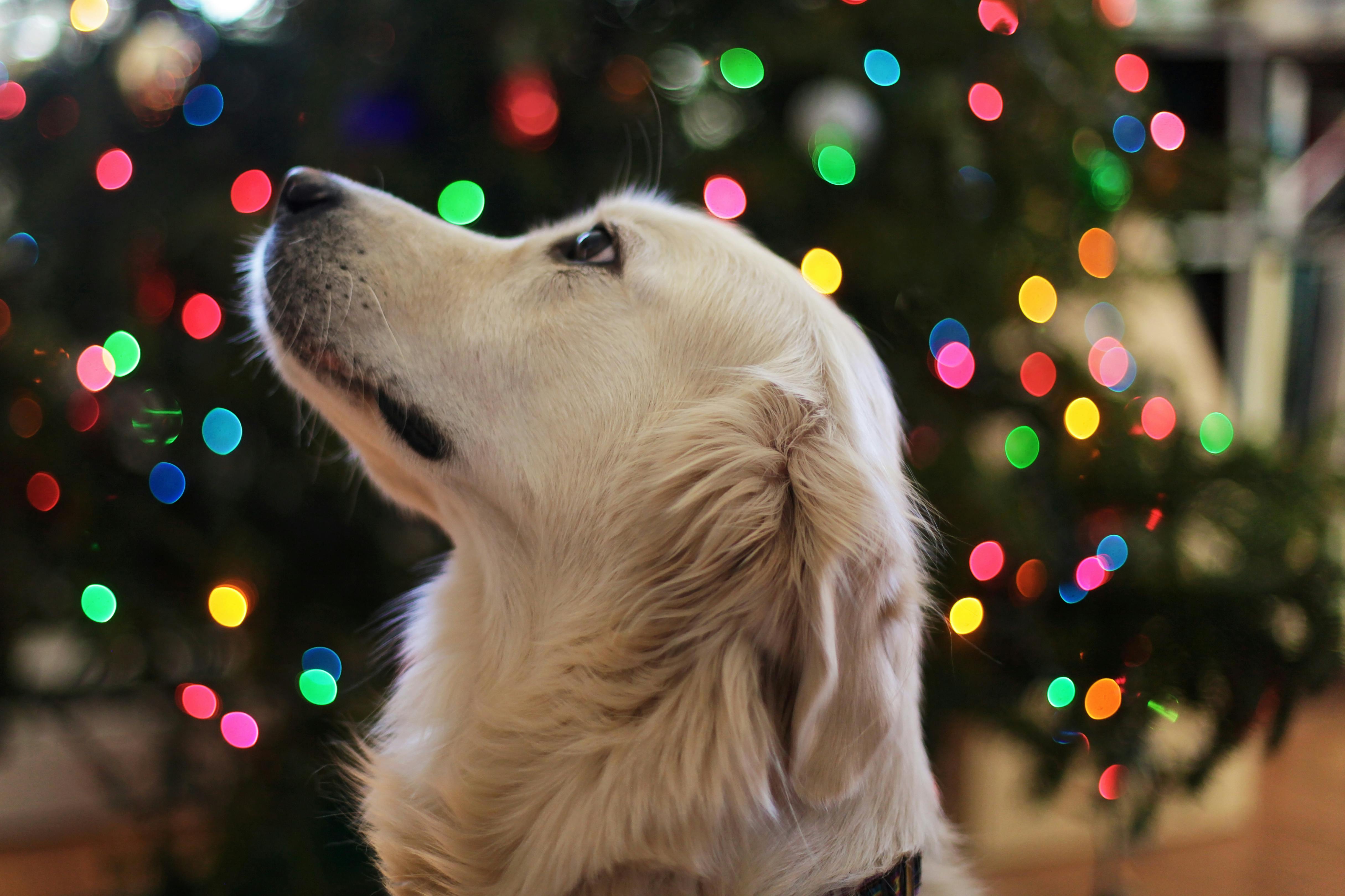 Christmas Pet Photo, Download The BEST Free Christmas Pet & HD Image