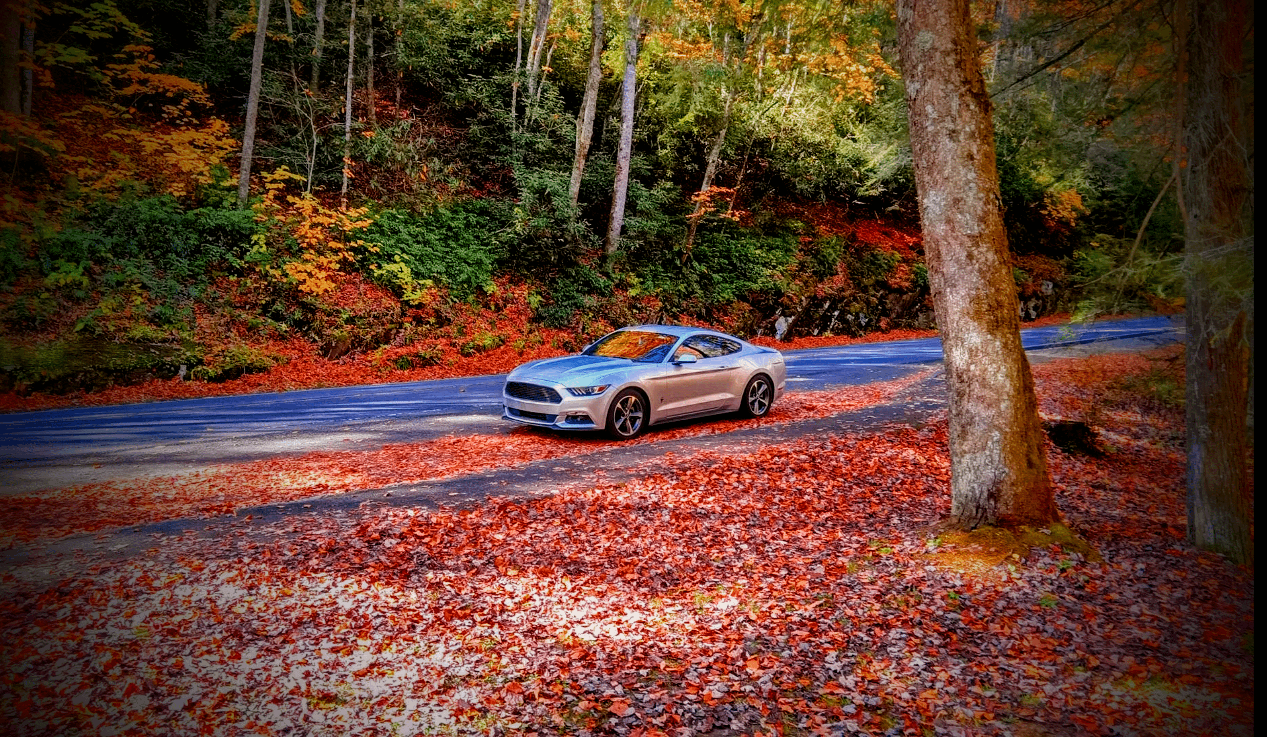Another Fall Mustang shot. Last week in Great Smoky Mountains NP North of Cherokee