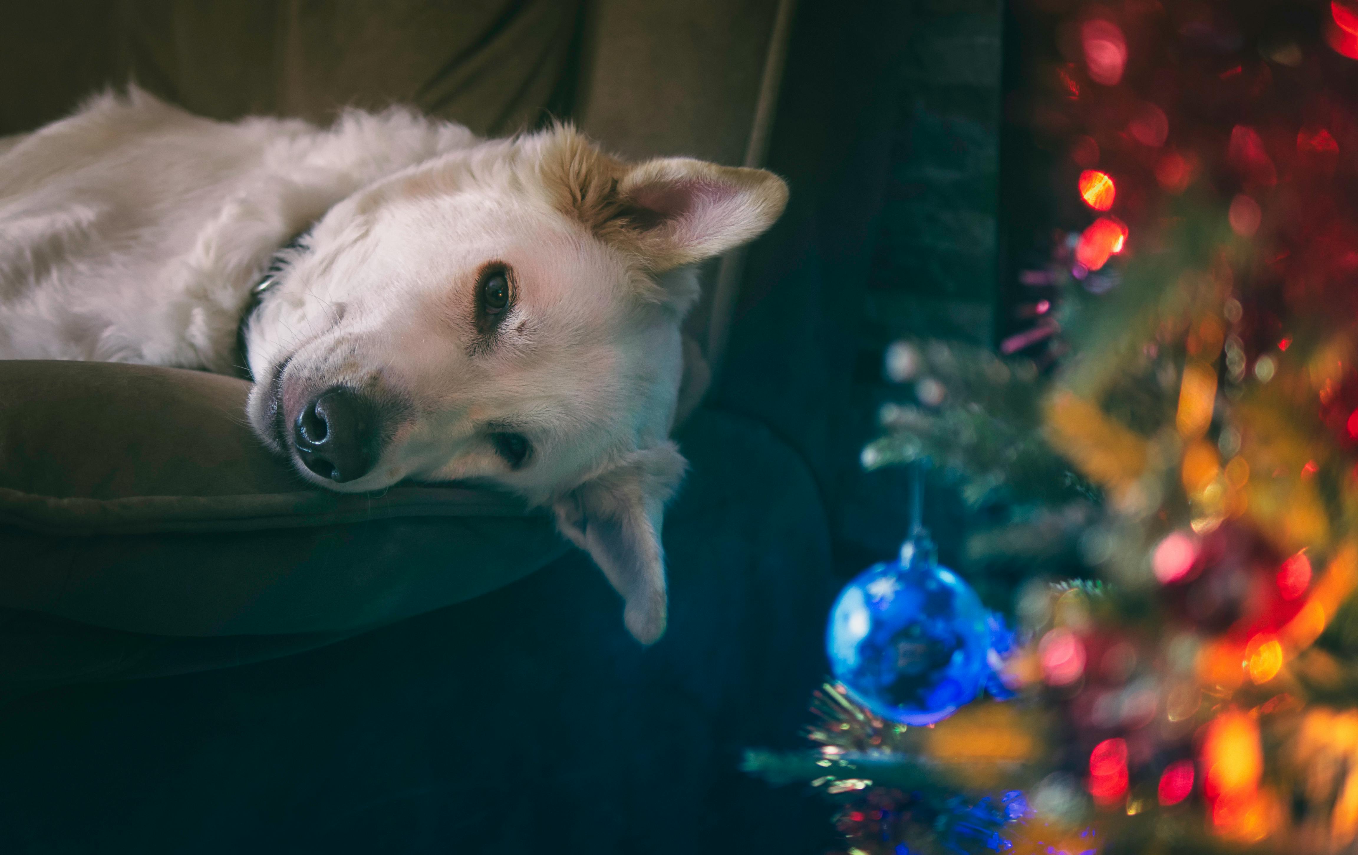 Christmas Dog Photo, Download The BEST Free Christmas Dog & HD Image