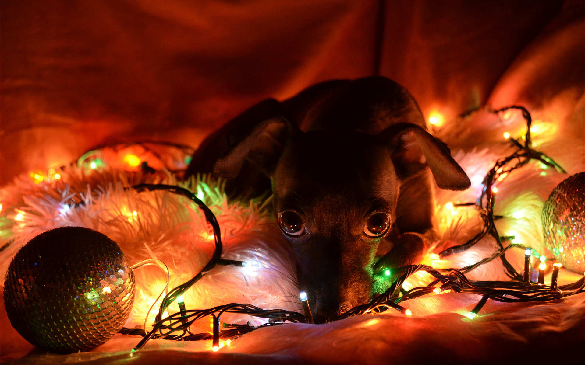 lights, New, Year, Christmas, Dogs Wallpaper HD / Desktop and Mobile Background