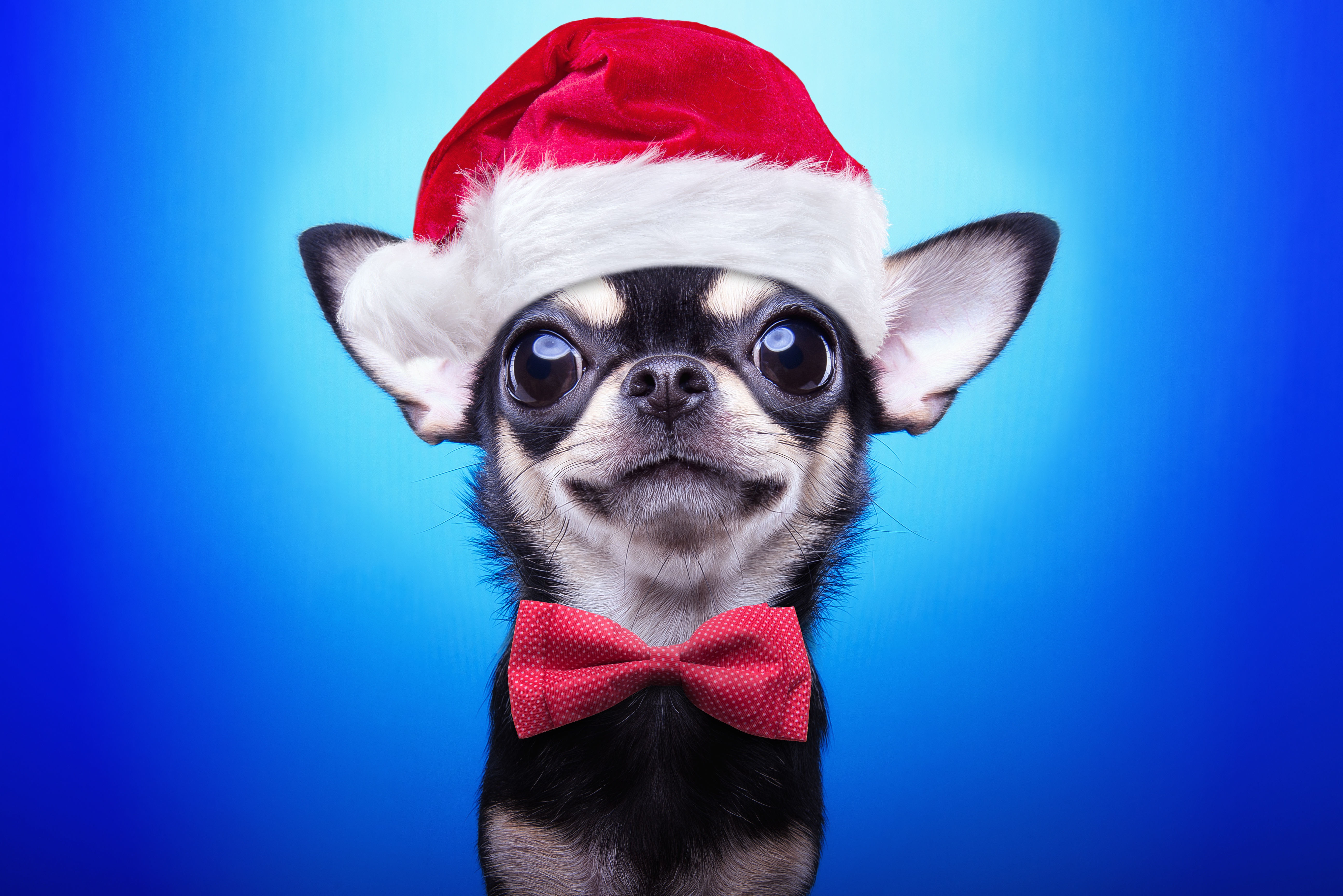 Wallpaper new year, dog, Christmas, Christmas, dog, 2018, merry christmas, Xmas for mobile and desktop, section собаки, resolution 5181x3457