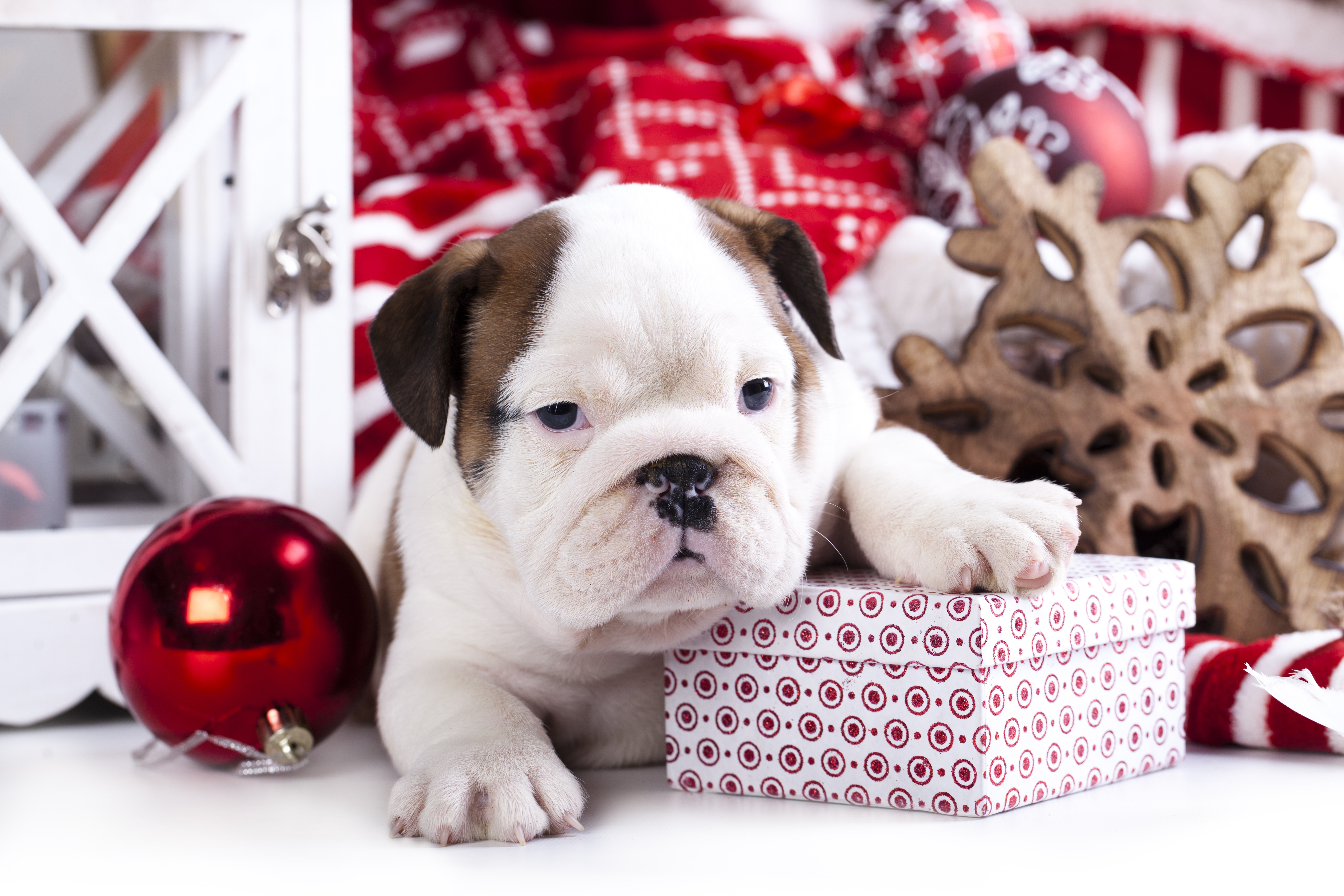 Desktop wallpaper: Dog, Holiday, Christmas, Christmas Ornaments, Gift, Puppy 4K free download for PC. 799183