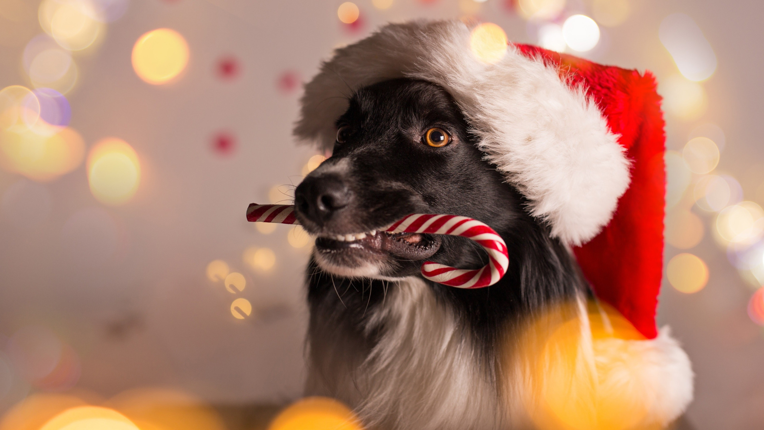 4K Christmas Dog Best HD Wallpaper 47540