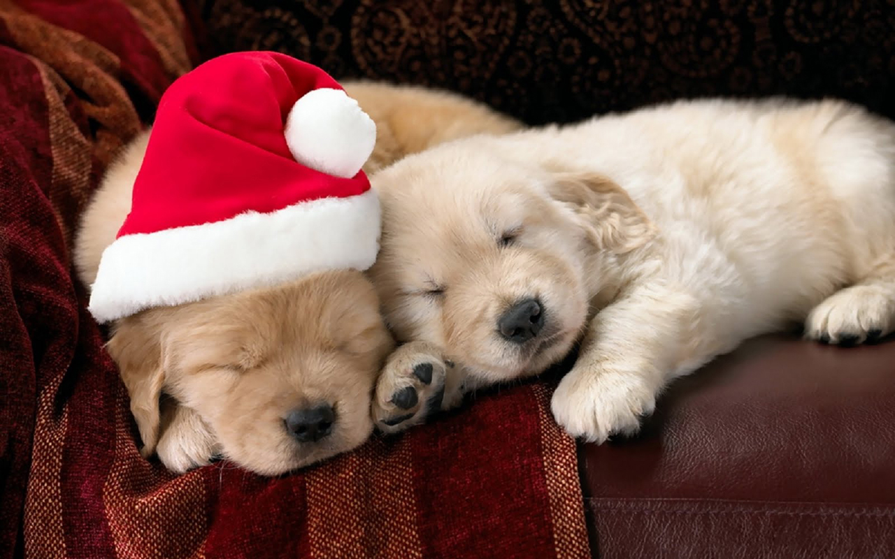 Tips and News about Mobile Devices!: Free Download Christmas Pets HD Wallpaper in 1280x800