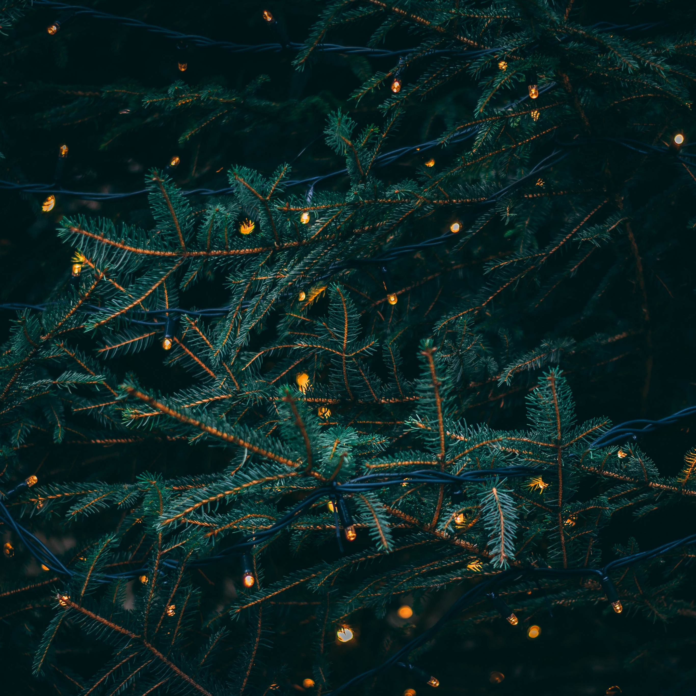 Pine trees Wallpaper 4K, Decoration, LED lights