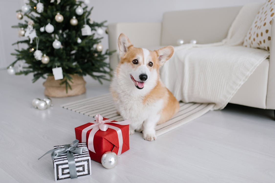 Corgi Sitting Beside Christmas Presents · Free
